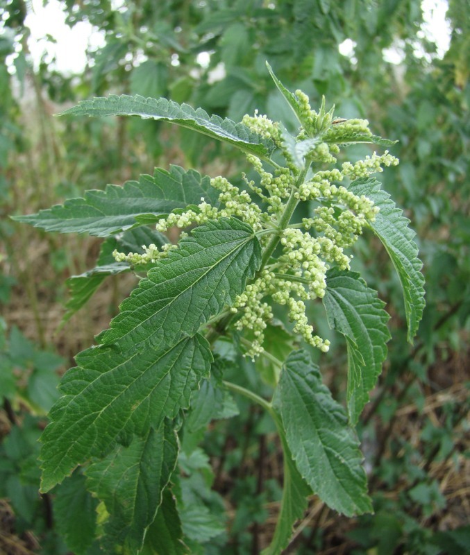 Изображение особи Urtica dioica.