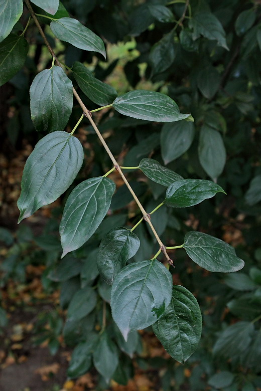 Image of Rhamnus cathartica specimen.