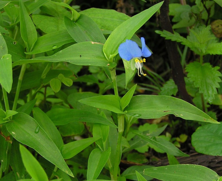 Image of Commelina communis specimen.