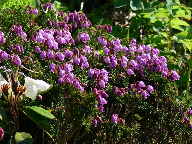 Изображение особи Phyllodoce caerulea.