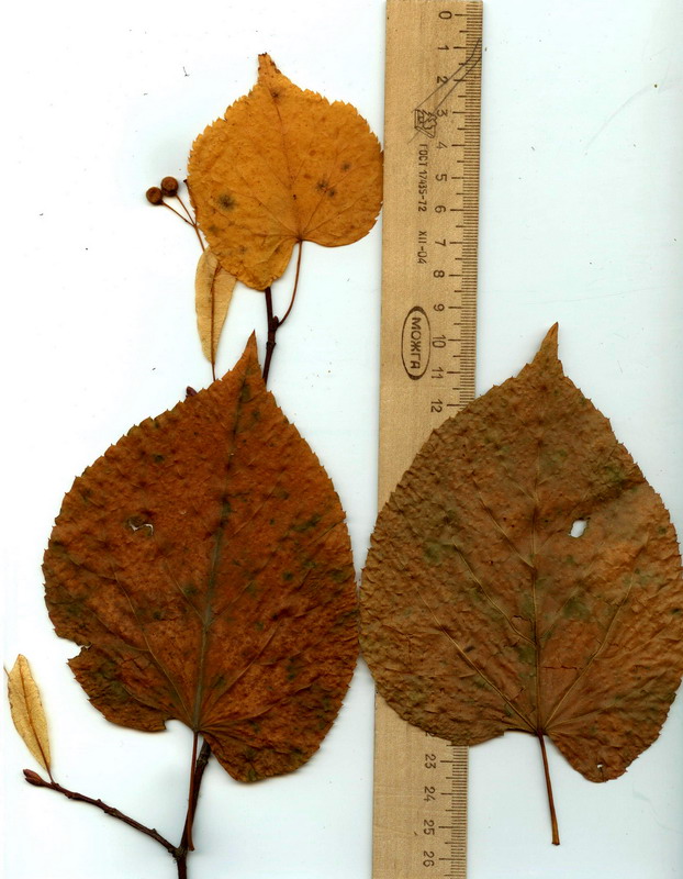 Image of Tilia nasczokinii specimen.