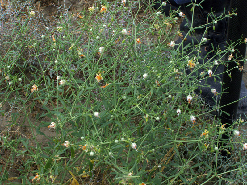 Image of Zygophyllum eichwaldii specimen.