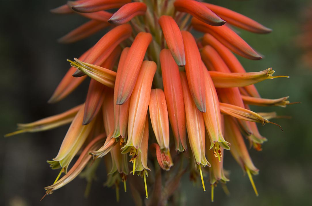 Image of Aloe brevifolia specimen.