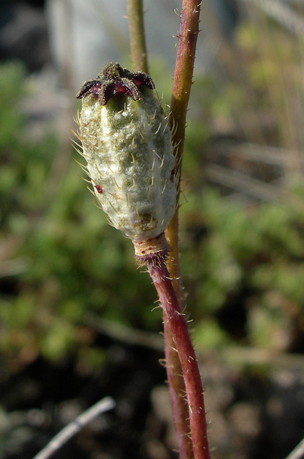 Image of Papaver setosum specimen.