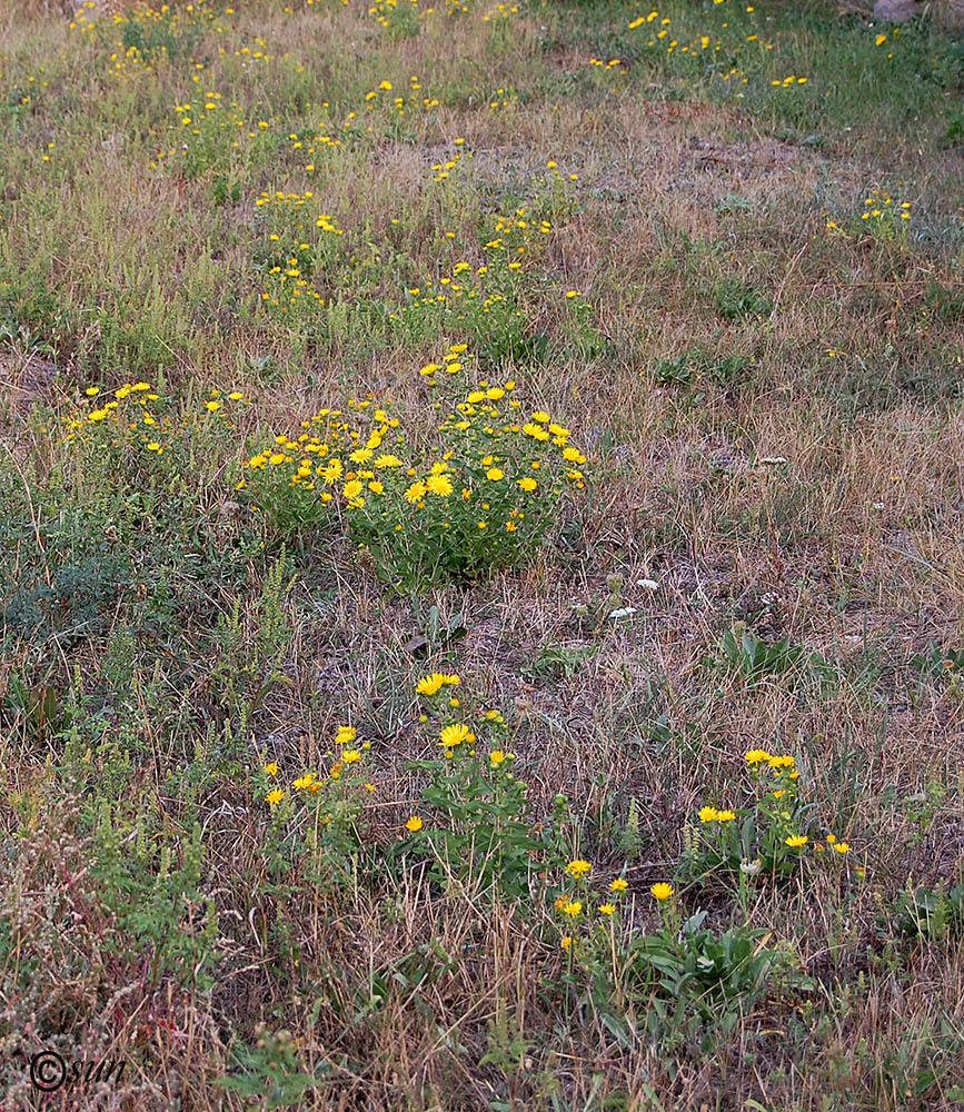 Image of Grindelia squarrosa specimen.