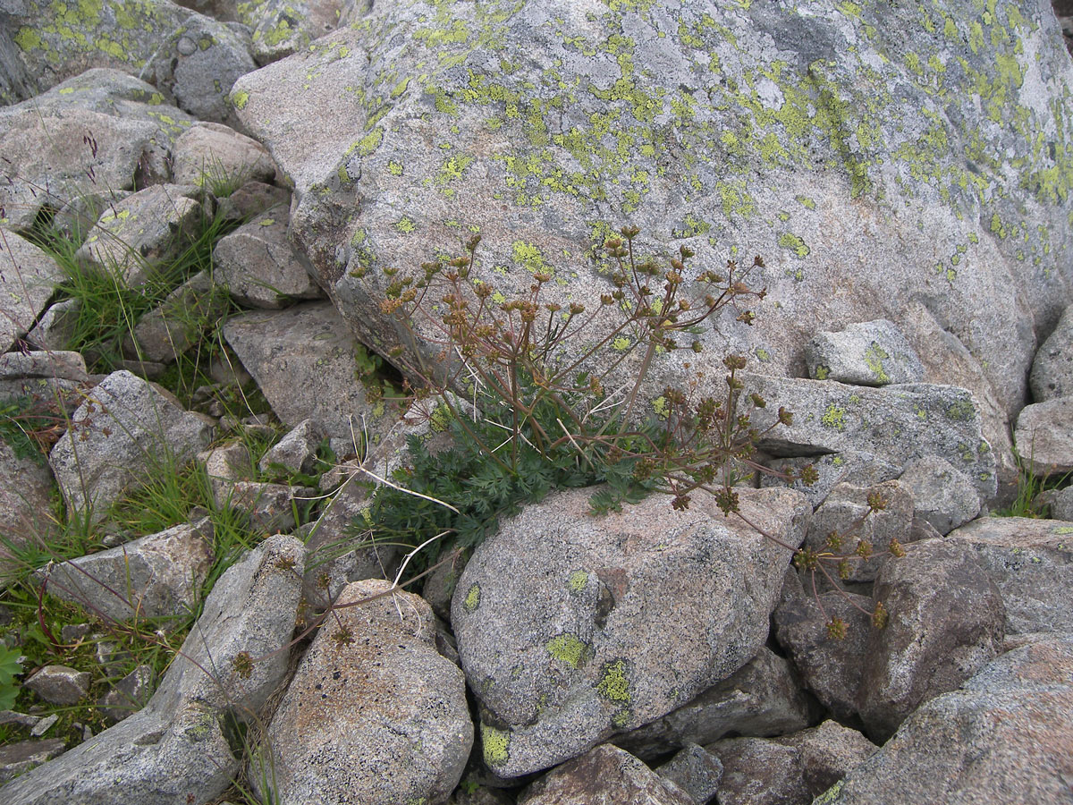 Image of Carum caucasicum specimen.