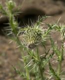 Cirsium echinus