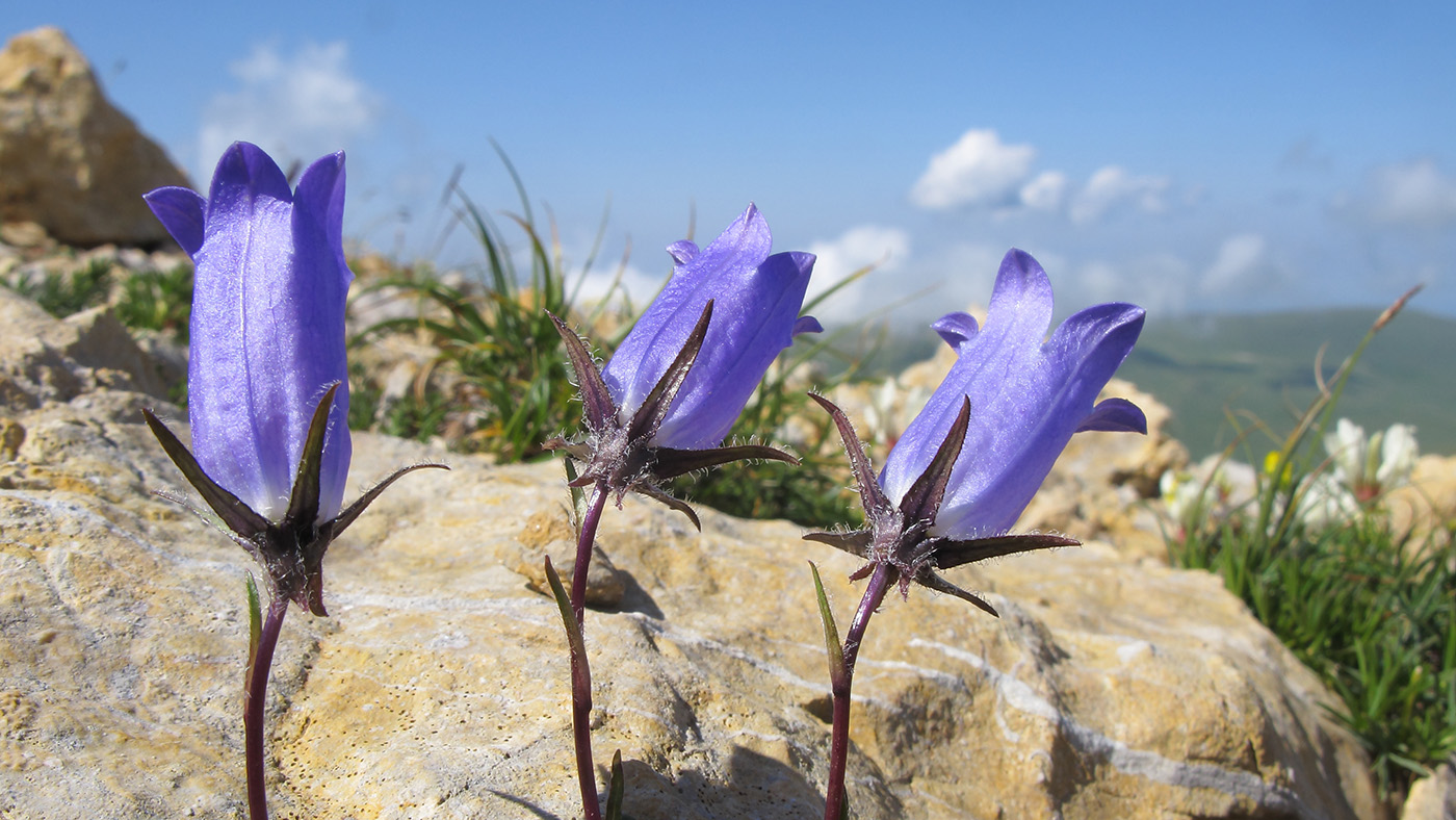 Изображение особи Campanula ciliata.