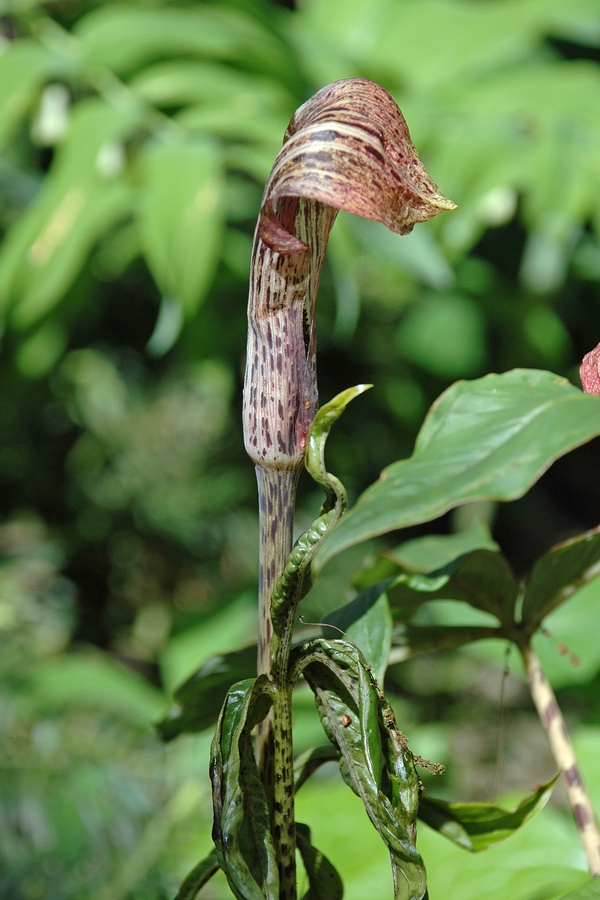 Изображение особи Arisaema nepenthoides.