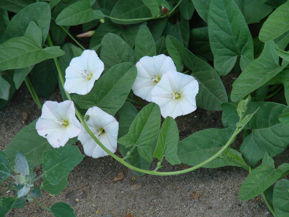 Image of Convolvulus arvensis specimen.