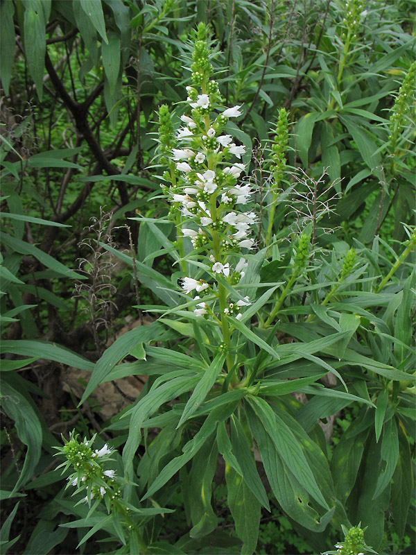 Изображение особи Echium onosmifolium.