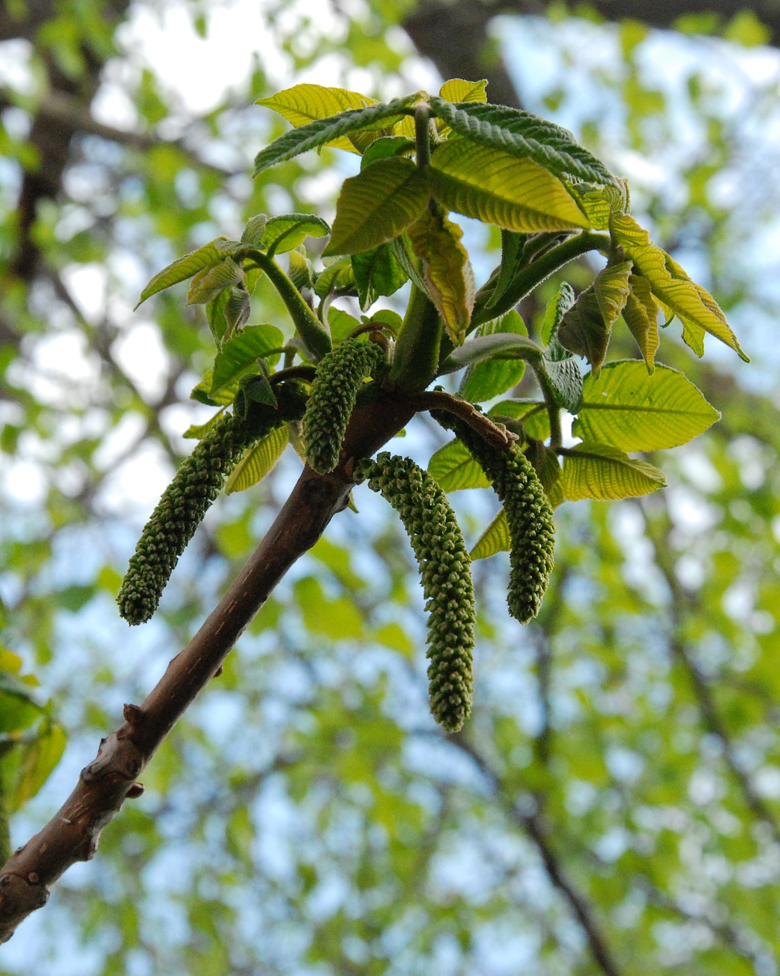 Изображение особи Juglans mandshurica.