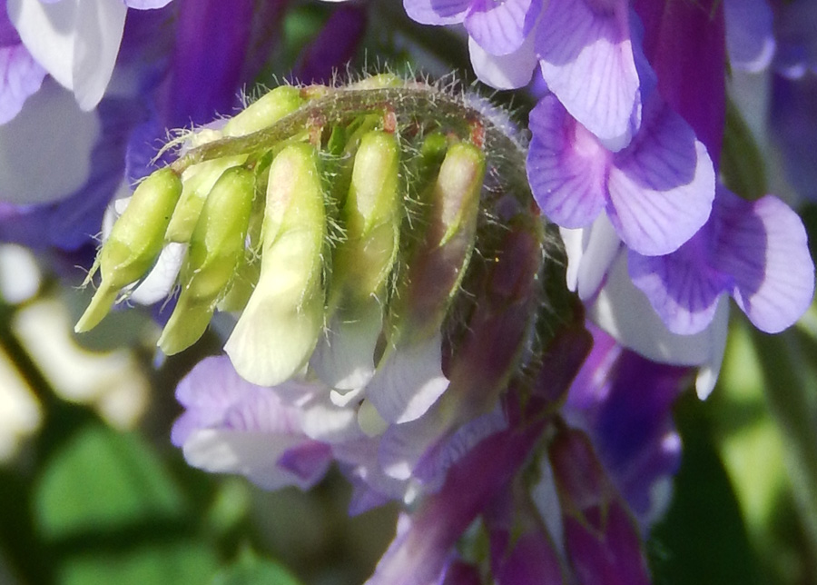 Image of Vicia villosa specimen.