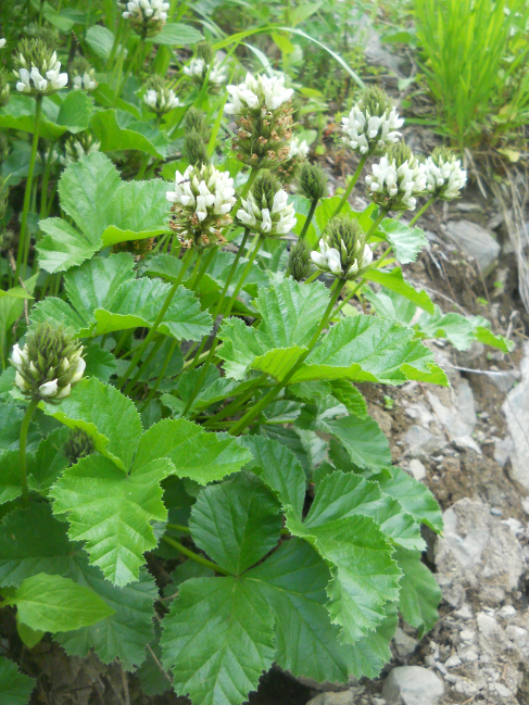 Image of Psoralea acaulis specimen.