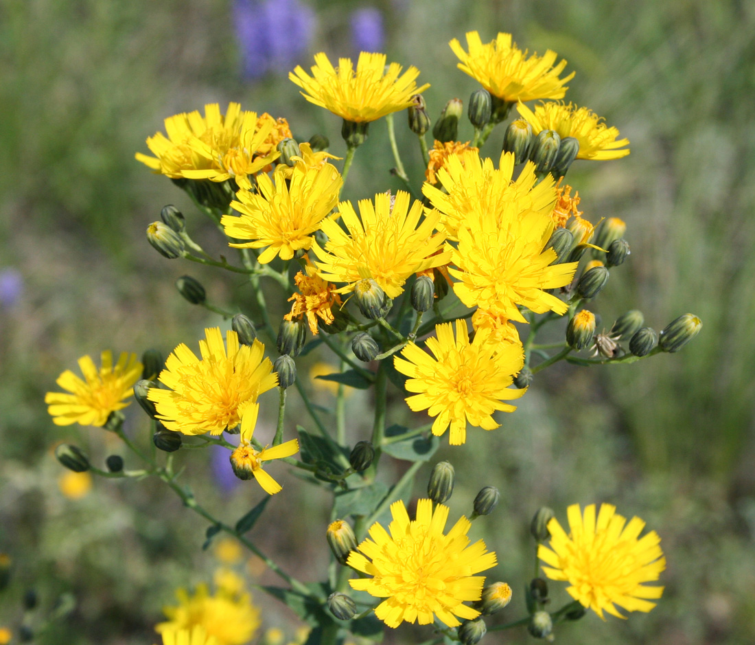 Image of Hieracium robustum specimen.