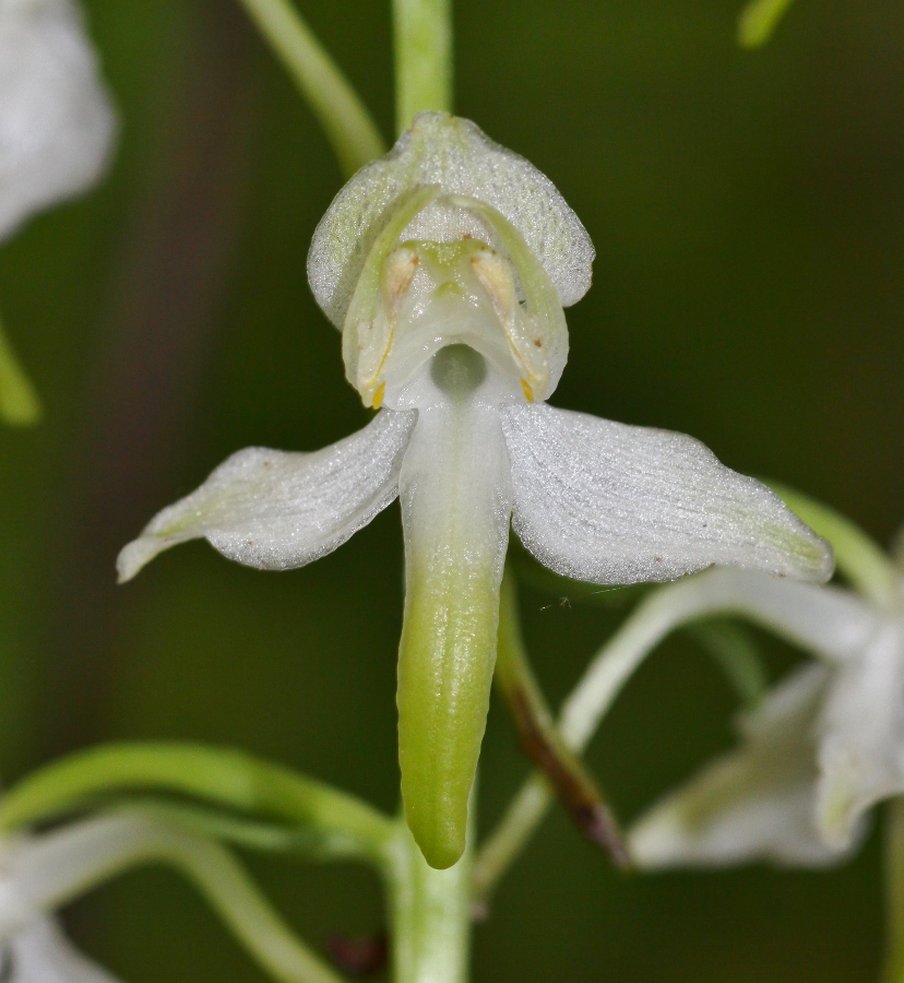 Изображение особи Platanthera densa.