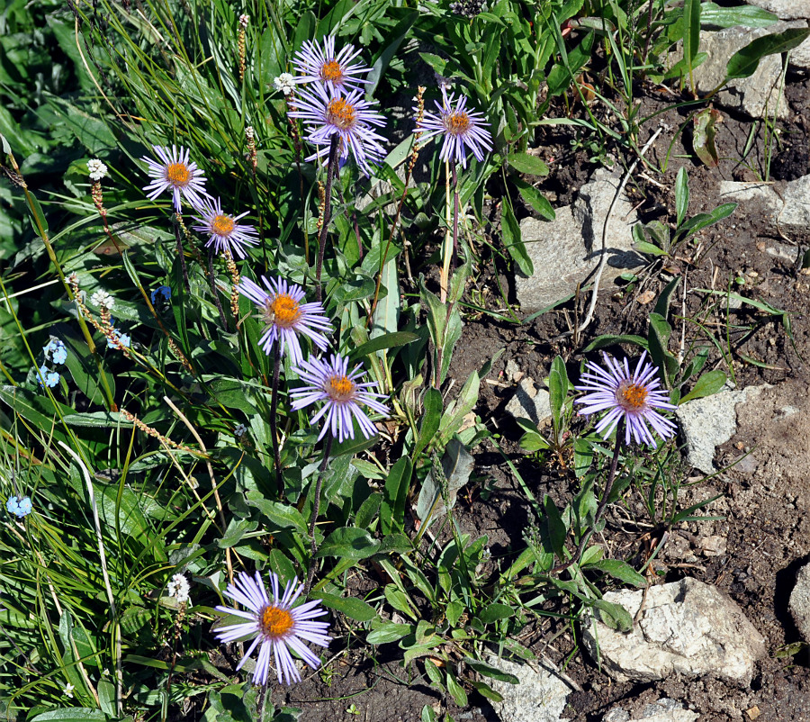 Image of Erigeron flaccidus specimen.