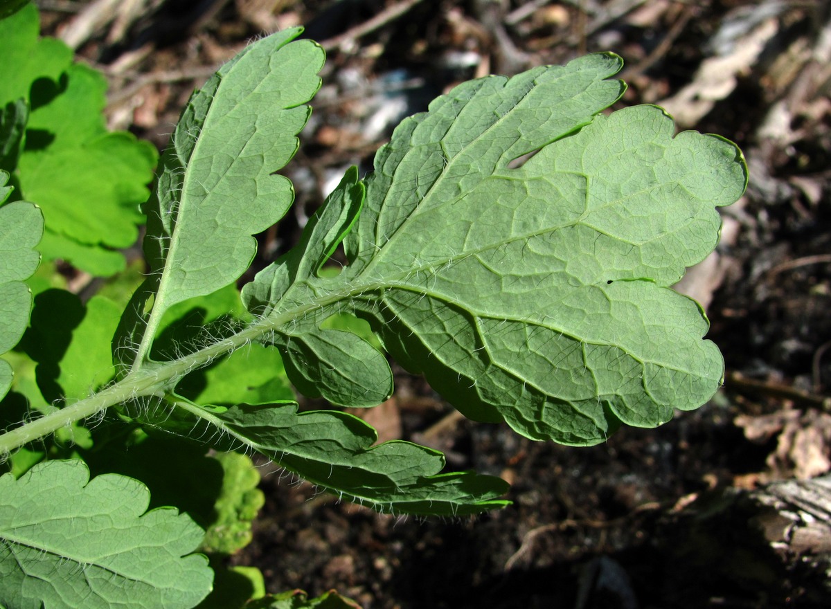 Image of Chelidonium majus specimen.