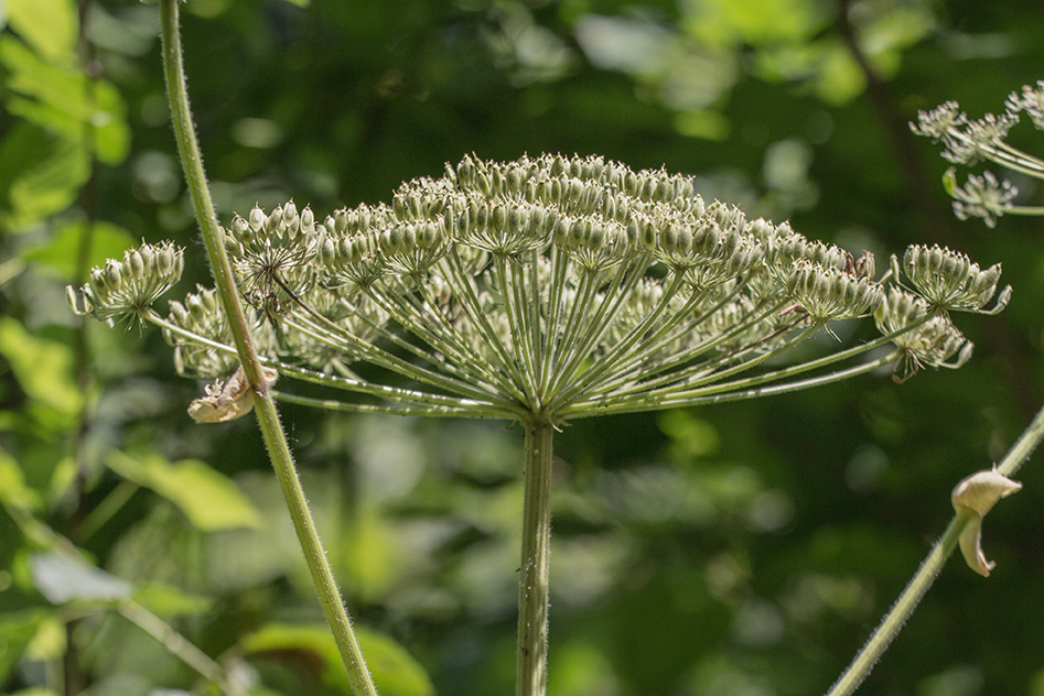 Изображение особи род Heracleum.