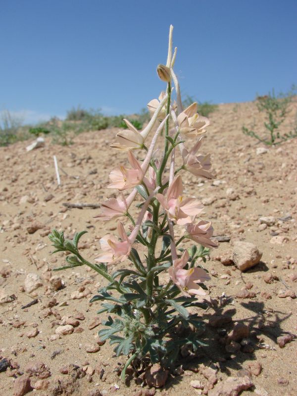 Image of Delphinium camptocarpum specimen.