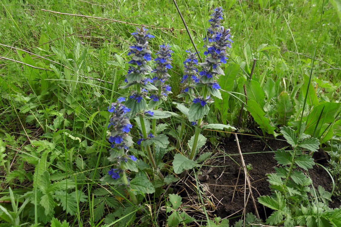 Image of Ajuga genevensis specimen.