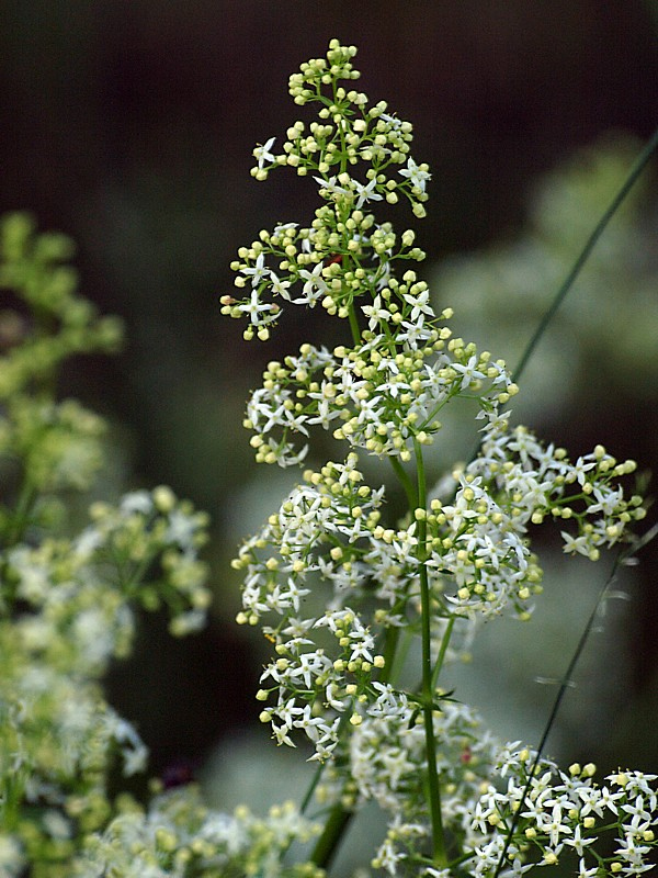 Image of Galium album specimen.