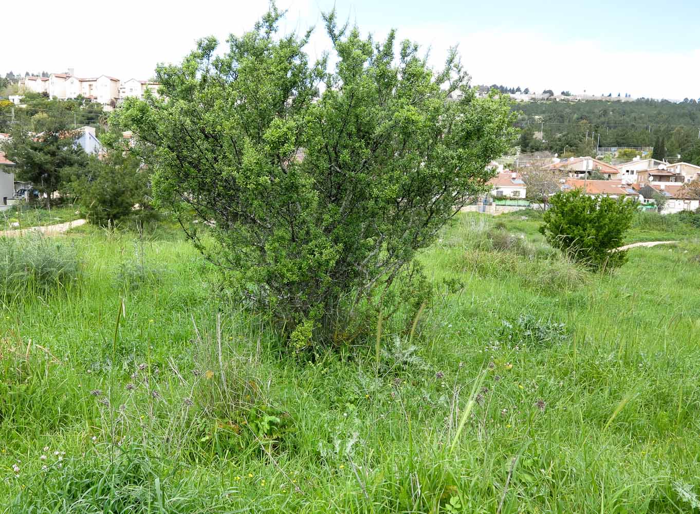 Image of Rhamnus lycioides specimen.