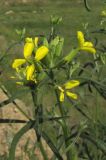 Erysimum canescens. Соцветие. Крым, Первомайский р-н, окр. с. Войково, заброшенный карьер. 22 мая 2016 г.