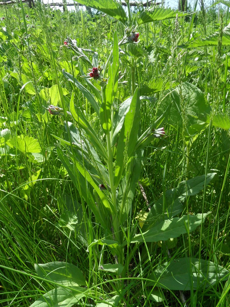 Image of Cynoglossum officinale specimen.