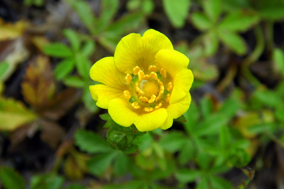 Image of Potentilla reptans specimen.