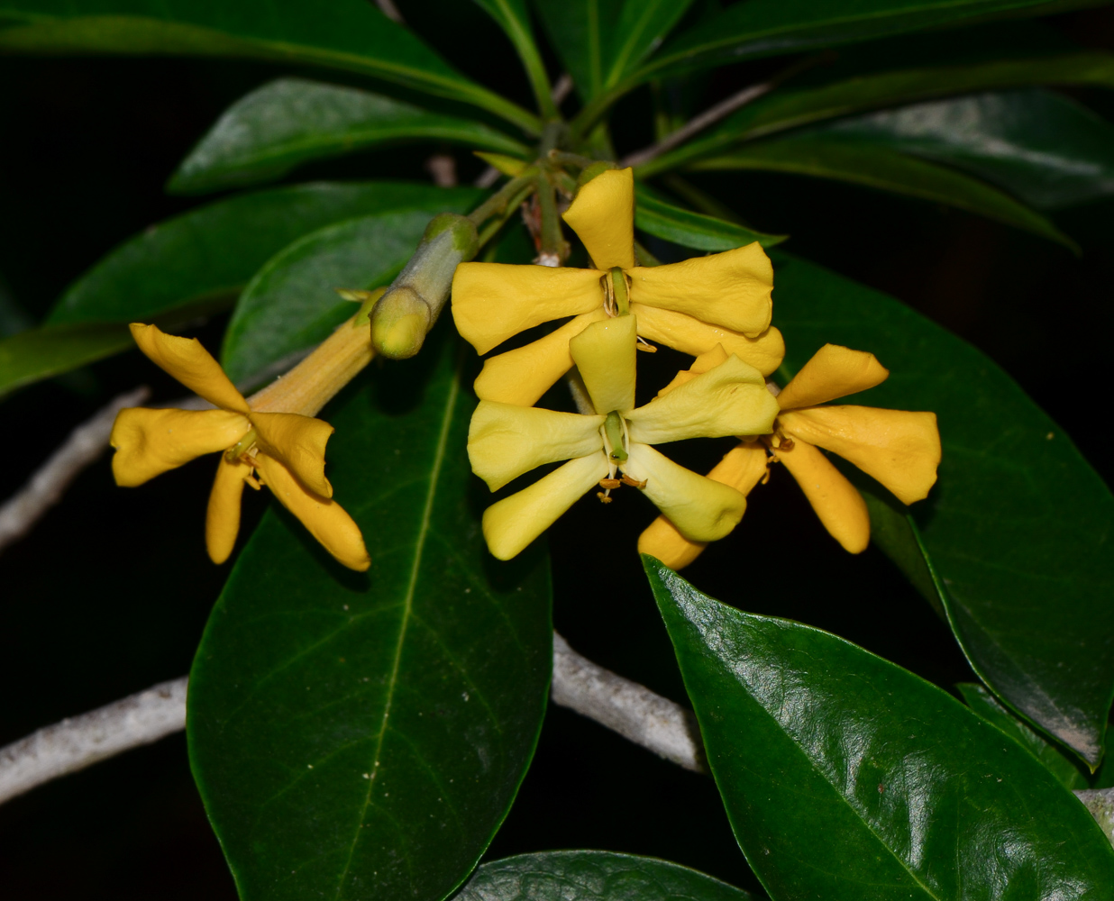 Image of Hymenosporum flavum specimen.