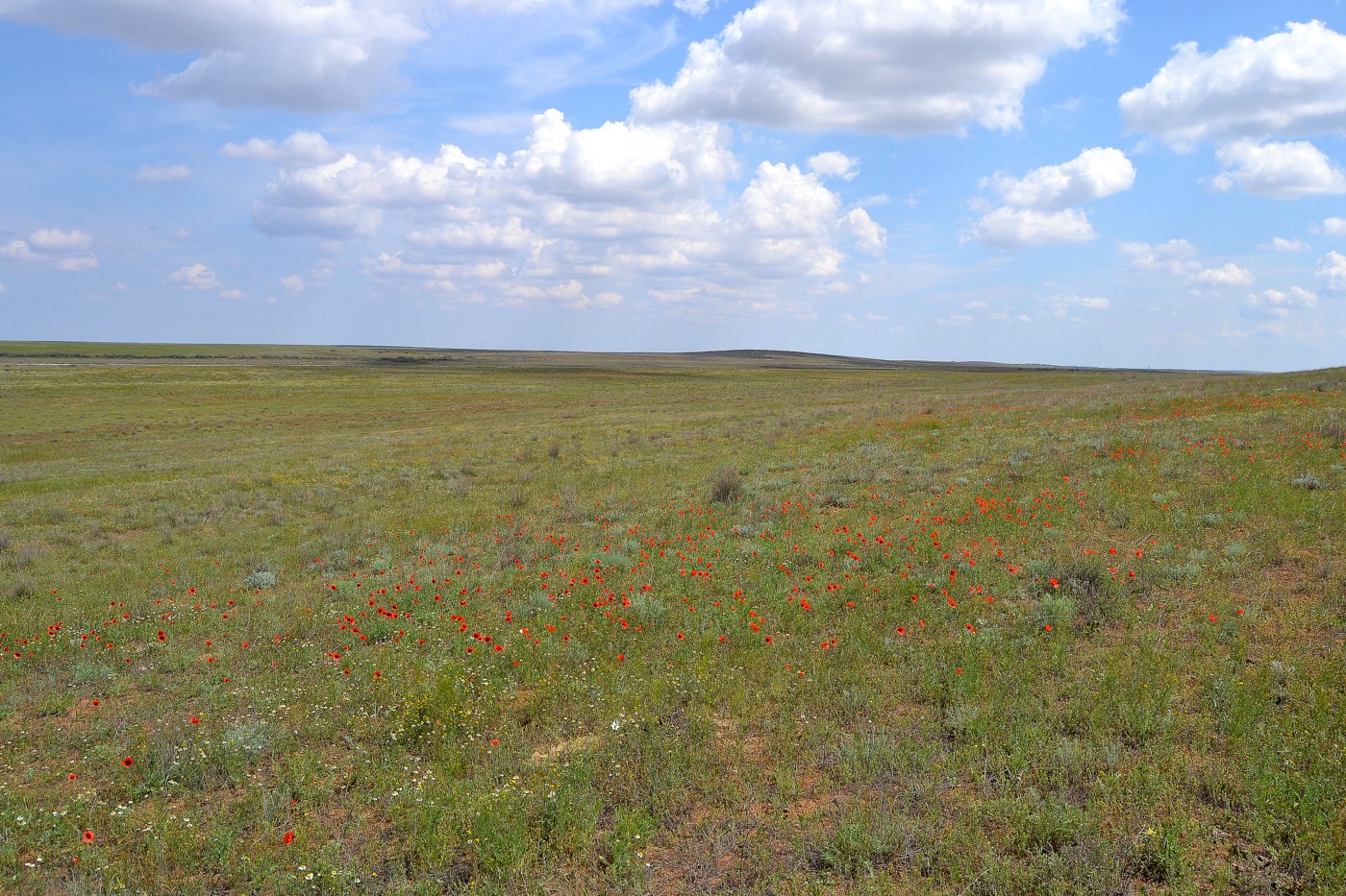 Изображение особи Papaver arenarium.