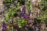 Смотреть изображение Teucrium chamaedrys