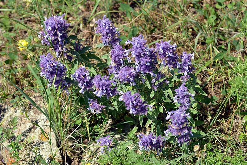 Image of genus Nepeta specimen.