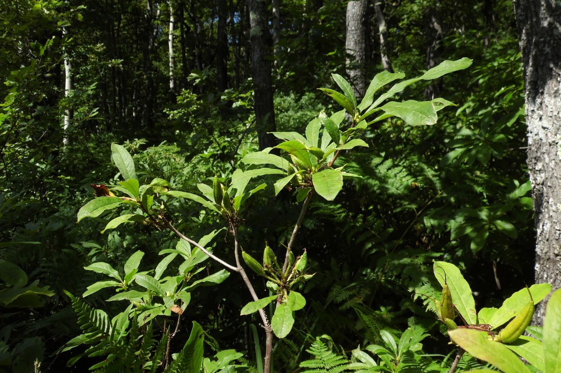 Изображение особи Rhododendron luteum.