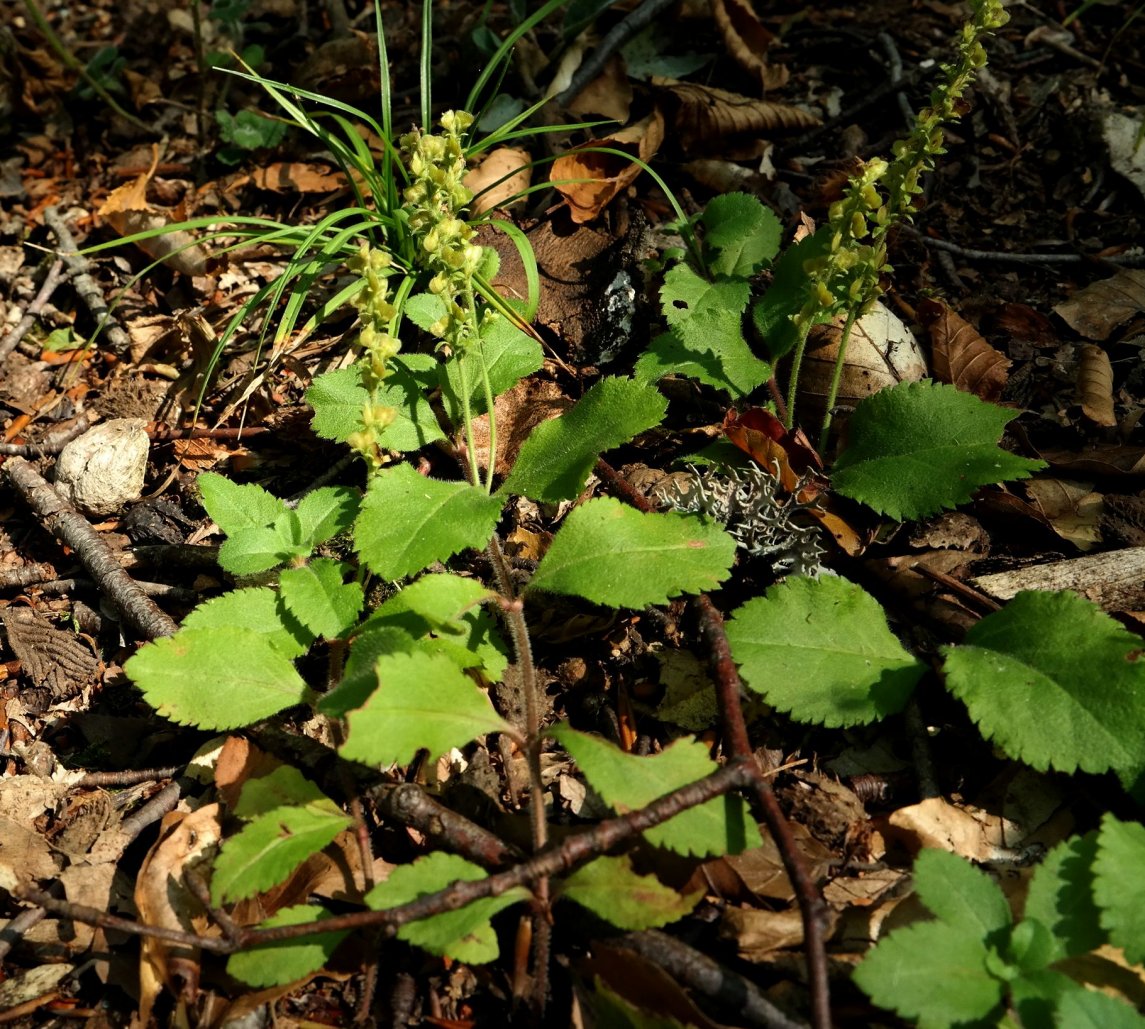 Image of Veronica officinalis specimen.