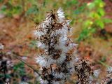 Solidago virgaurea. Часть соплодия. Ульяновск, Заволжский р-н, берег р. Волга, поляна вдоль края оврага. 11.09.2016.