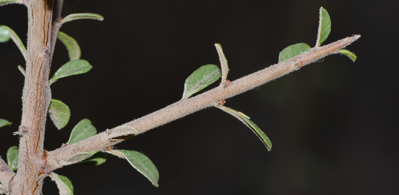 Image of Rhamnus lycioides specimen.