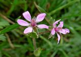 Erodium cicutarium. Цветки. Марий Эл, г. Йошкар-Ола, газон. 01.10.2016.