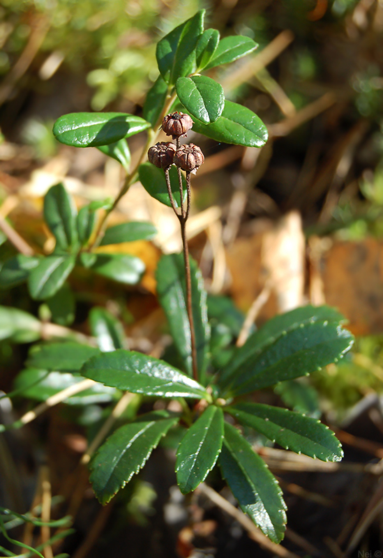 Изображение особи Chimaphila umbellata.