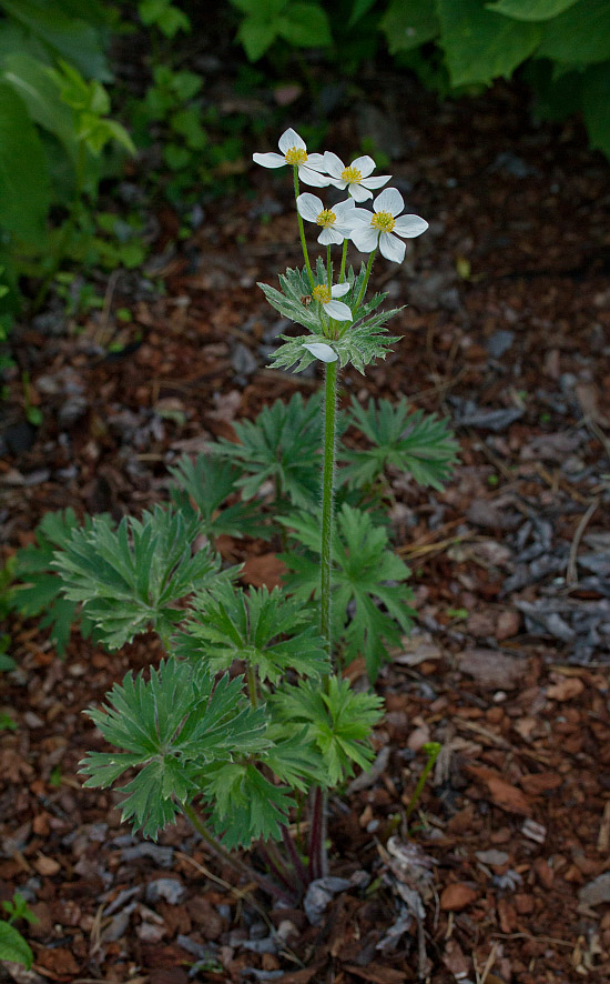 Image of Anemonastrum crinitum specimen.