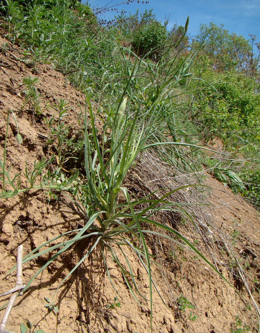 Изображение особи Tragopogon dubius.