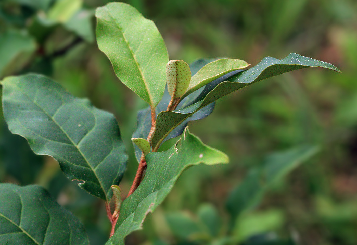 Image of Elaeagnus multiflora specimen.