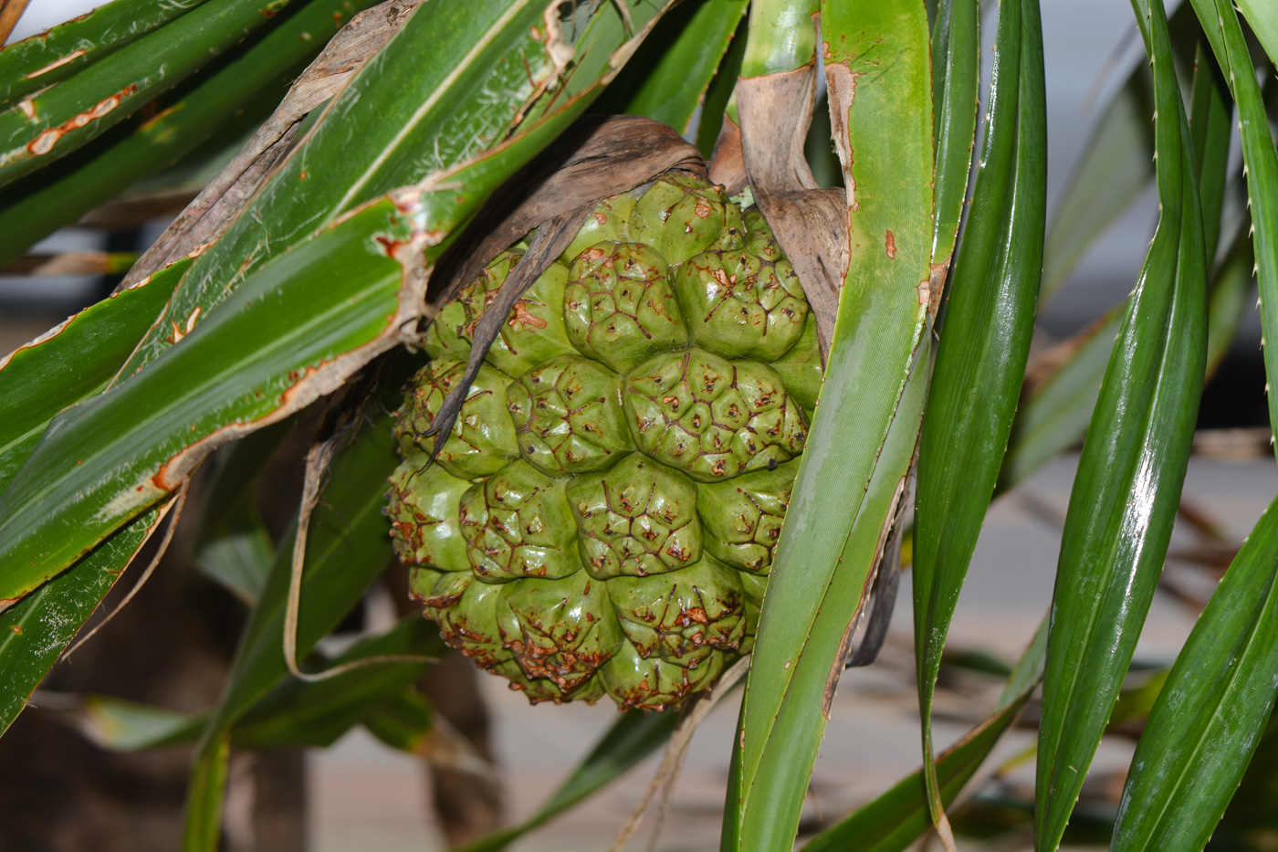 Изображение особи Pandanus tectorius.