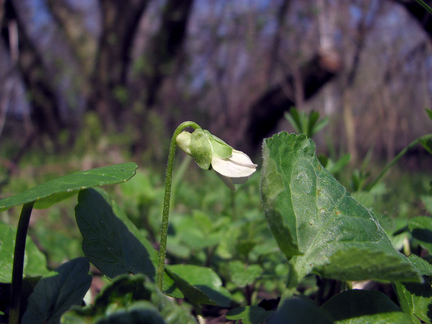 Image of genus Viola specimen.