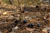 Polygonatum odoratum. Прошлогодний побег с плодами. Средний Урал, Пермский край, Кунгурский р-н, правый берег р. Сылва, вершина камня Ермак, сосновый бор. 8 апреля 2017 г.