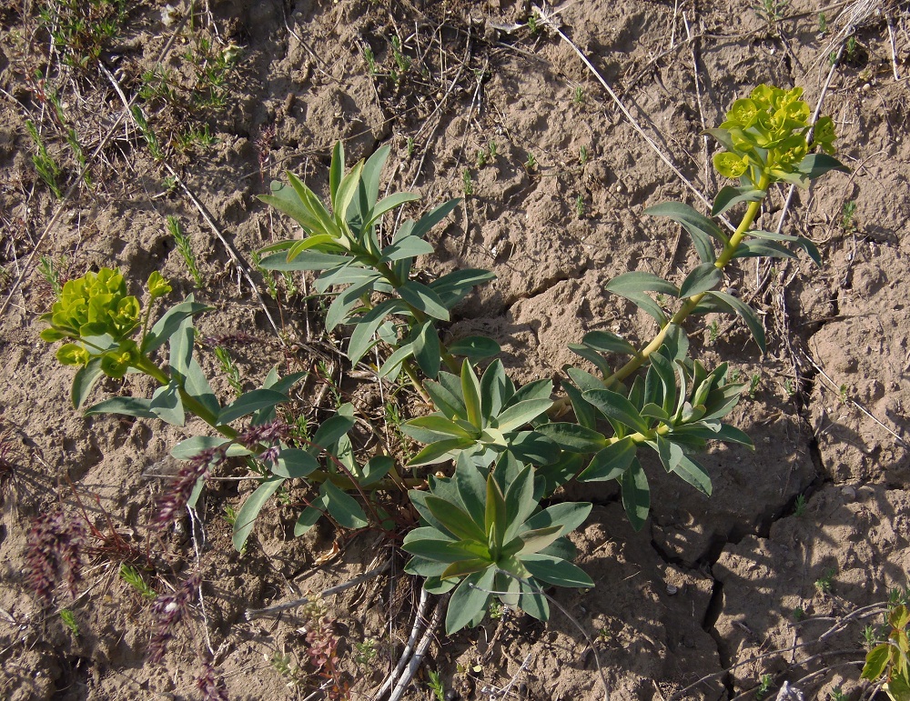 Image of Euphorbia stepposa specimen.