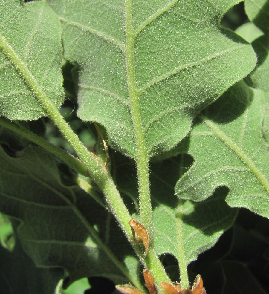 Изображение особи Quercus pubescens.