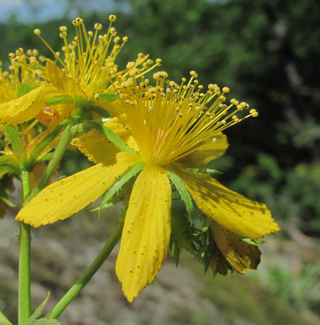 Image of Hypericum maleevii specimen.