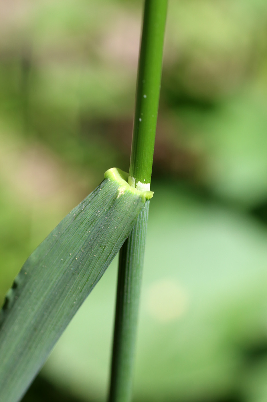 Изображение особи Arrhenatherum elatius.